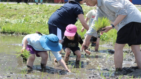 5月教室のご案内★ 令和8年 みやぎ米『田植え』!やります☆&仙台いちごのスイーツ教室